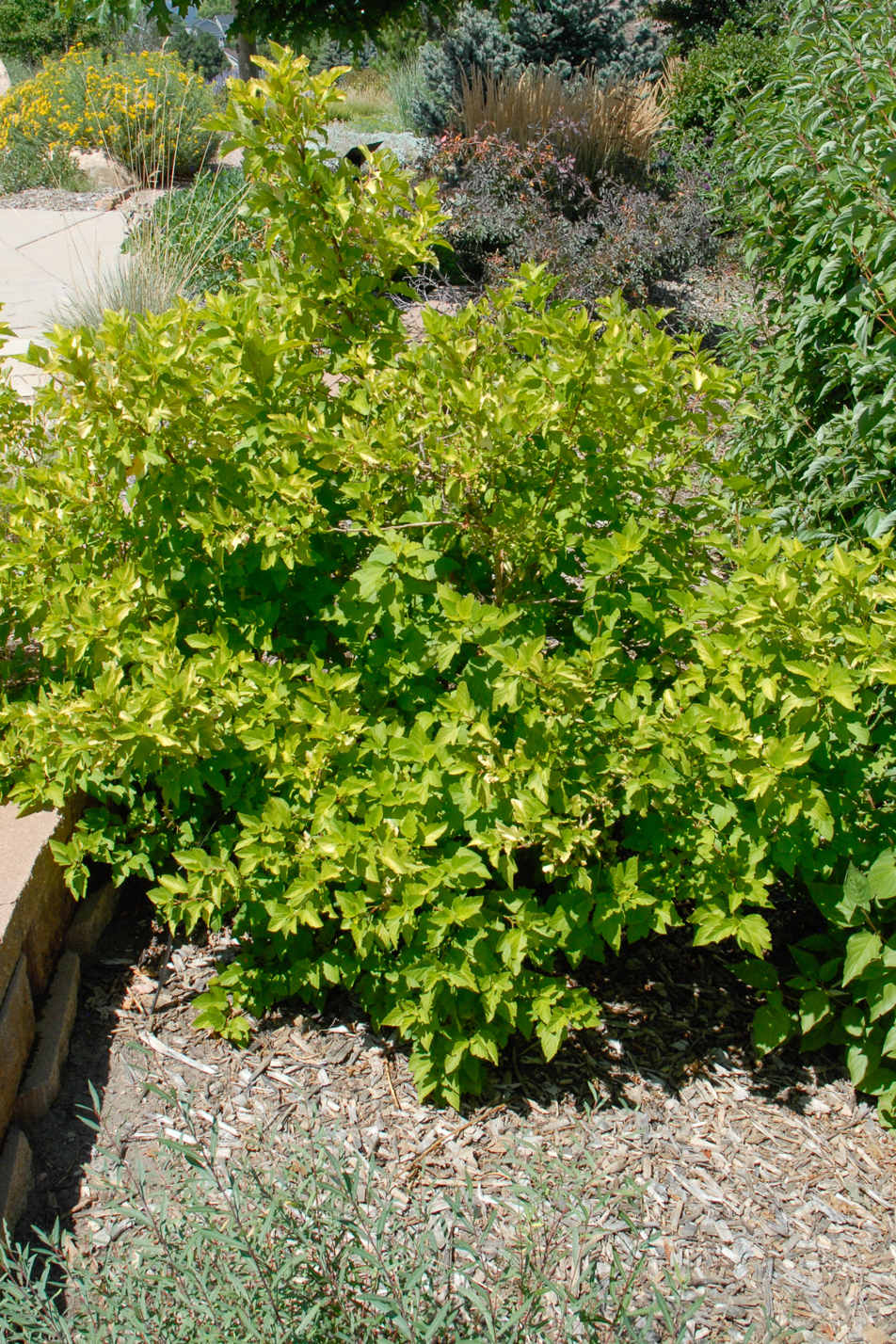 Dart's Gold Ninebark